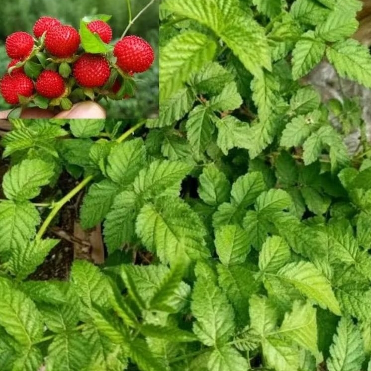 

Petik langsung daun arbenan segar paket 1 kg