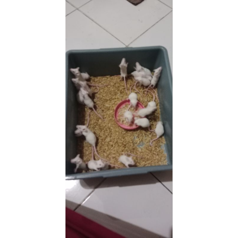 Mencit Jumper Small Tikus Putih Pakan Reptil Hewan Predator