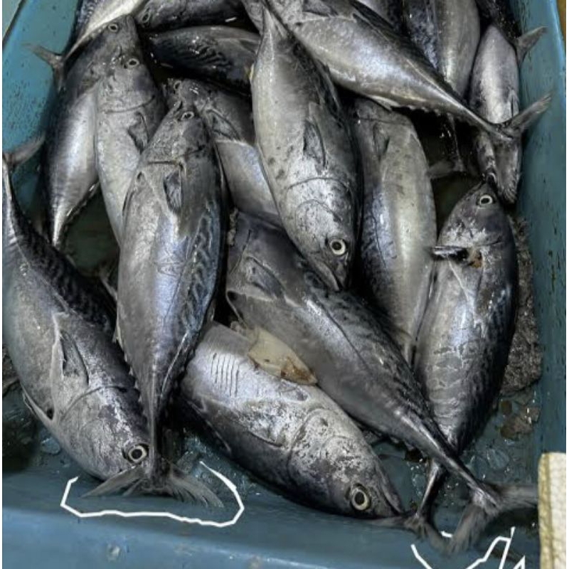 

Ikan Tongkol Putih/ ikan Tuna putih segar fresh pasar pagi 1kg