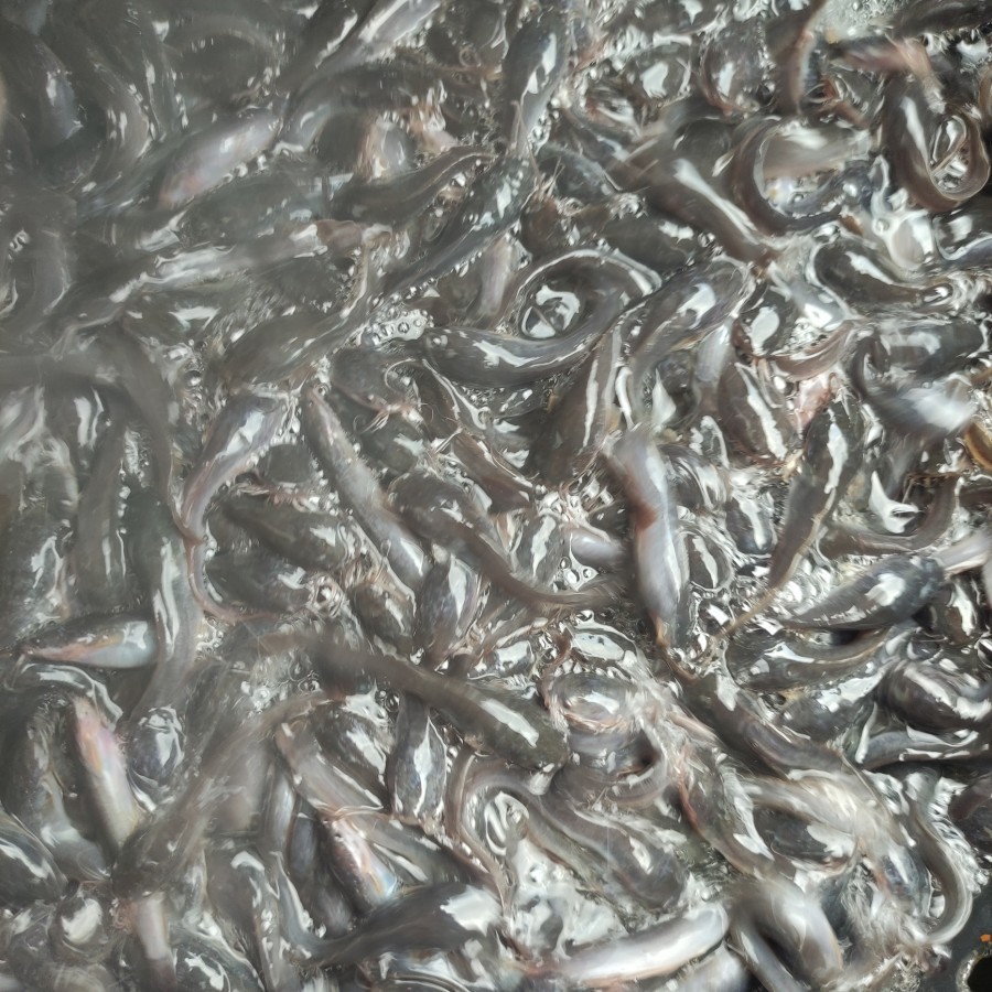 Bibit Lele Pakan Predator