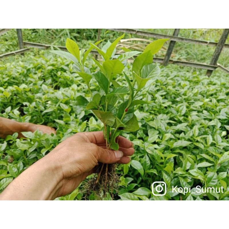 Bibit Kopi Robusta Lampung Cabutan / Berkisar 30-40 Cm #siap tanam #KlonBagio #PILIHAN