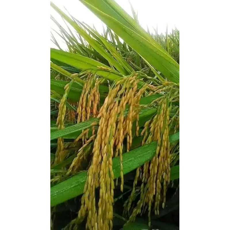 benih padi sertani 13a kemasan. 5 kg