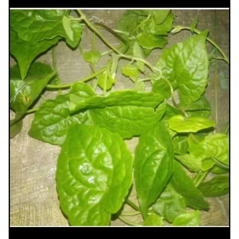 

DAUN SAMBUNG RAMBAT