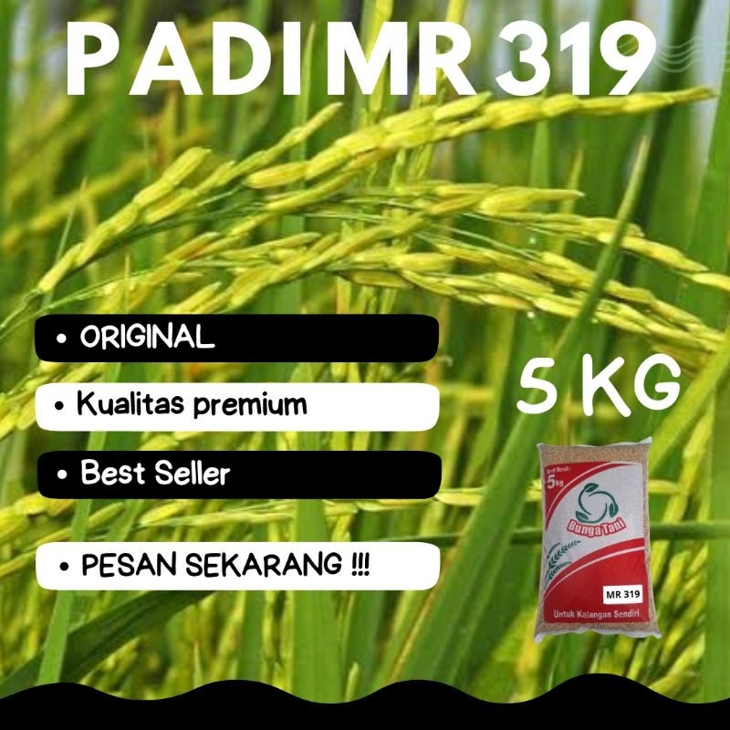 BENIH PADI PREMIUM MR 319 Kemasan 5KG