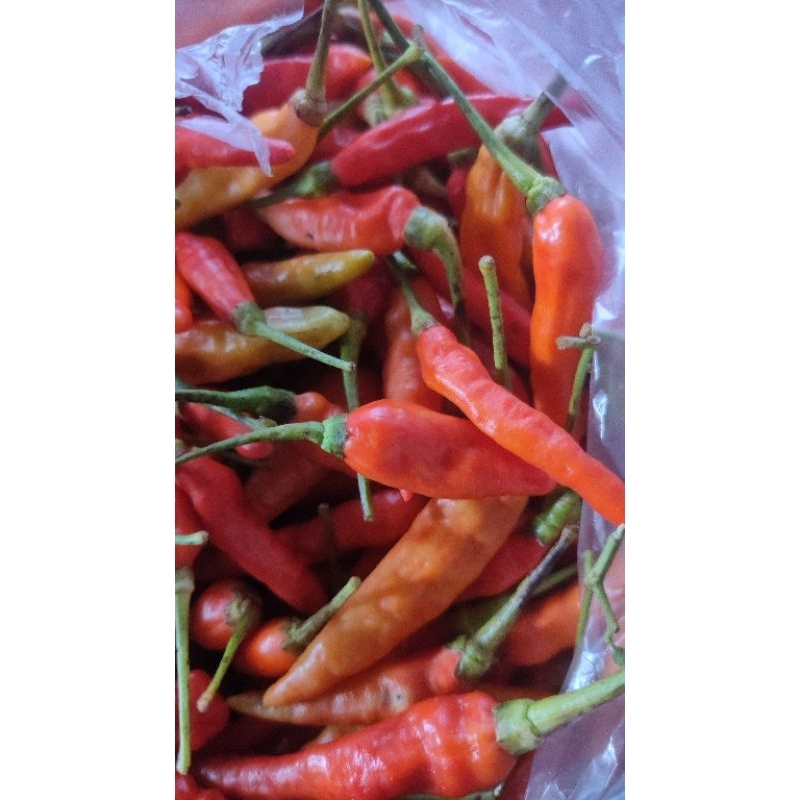 

CABE LOMBOK ASLI