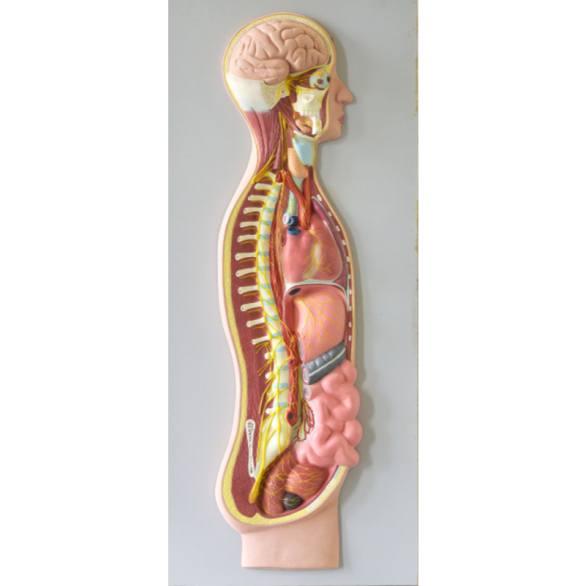 

Model Penampang Sistem Saraf Simpatis Manusia, Plastik - Pudak Scientific