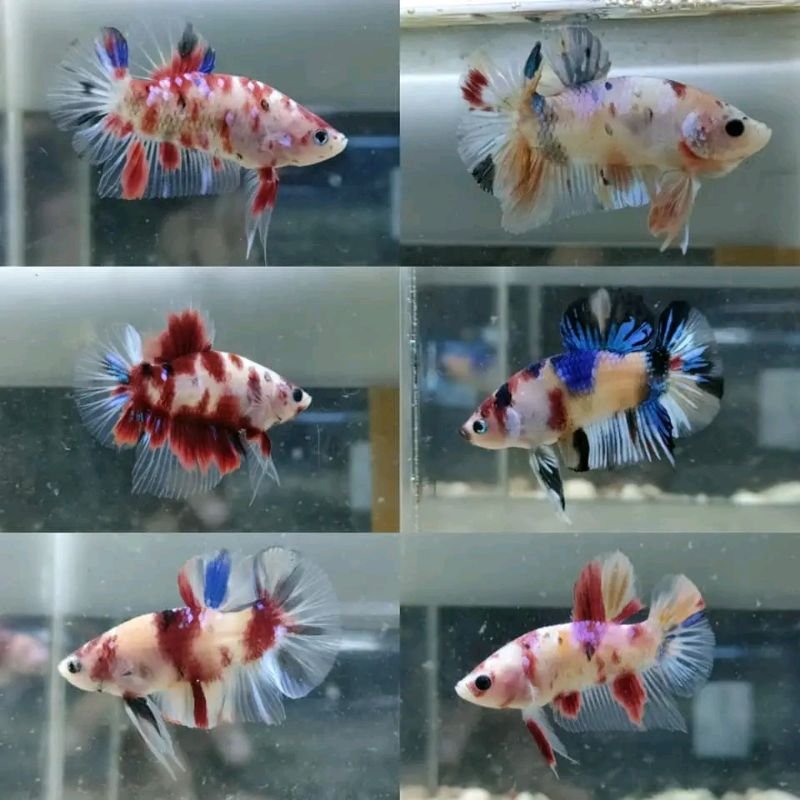Cupang Bahan multicolor Nemo