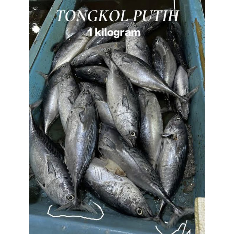 Ikan tuna fresh segar/ ikan tongkol segar fresh 1kg