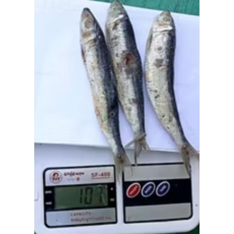 

Ikan asin tamban 100gram
