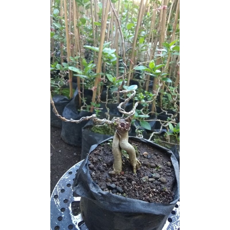 Bonsai Sancang prospek