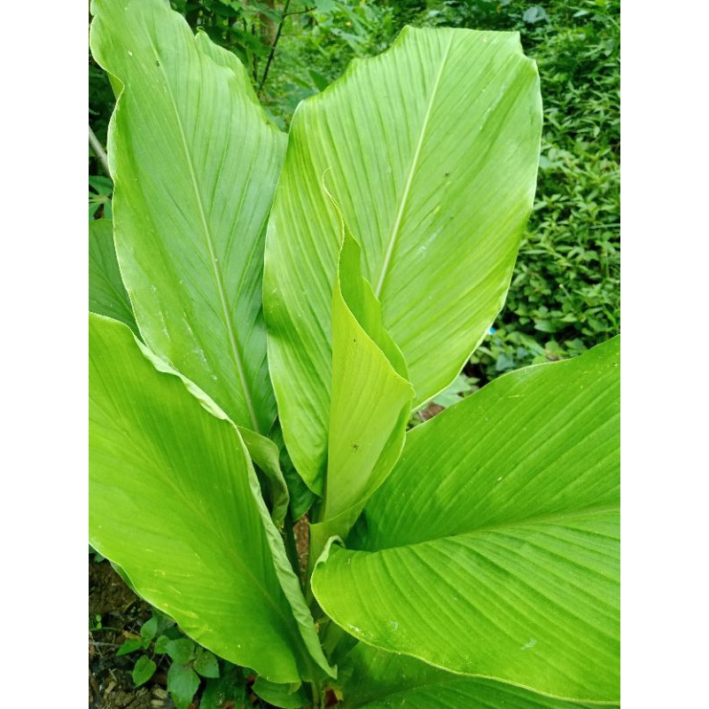 

Daun kuning per 1kg