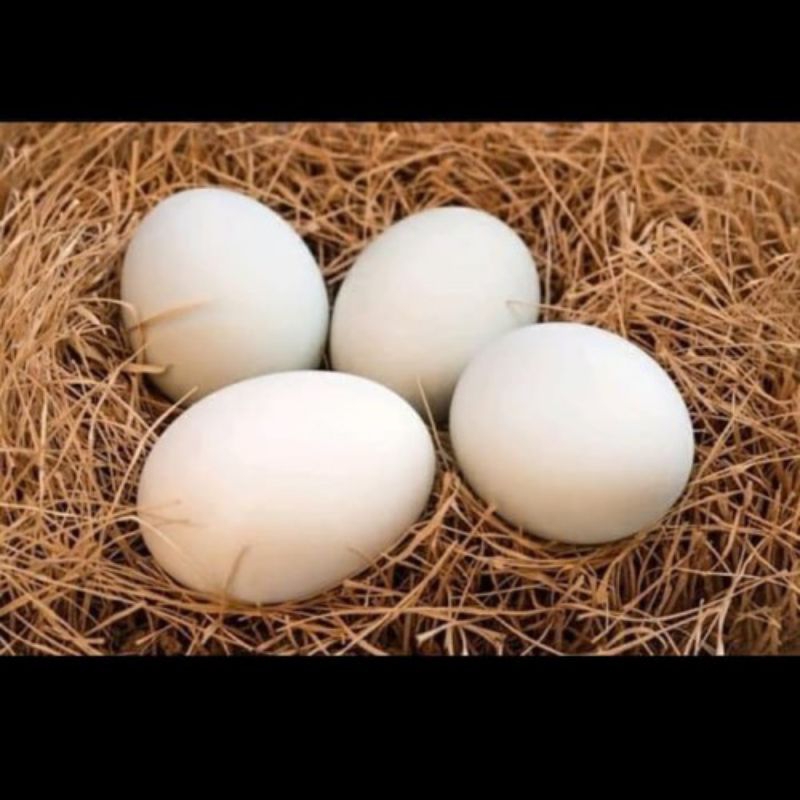 

telur ayam bangkok thailand ori100% siap di tetaskan cocok untuk petarung