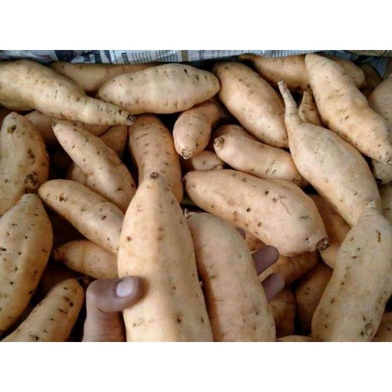 ubi cilembu/ubi bakar/ ubi manis