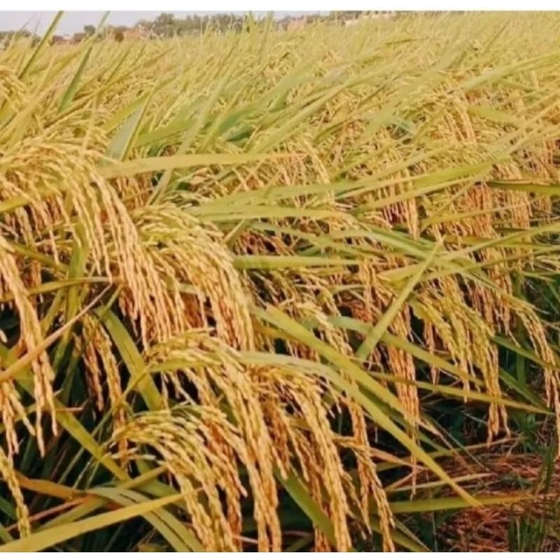 BENIH PADI INFARI 32 JUMBO 1KG