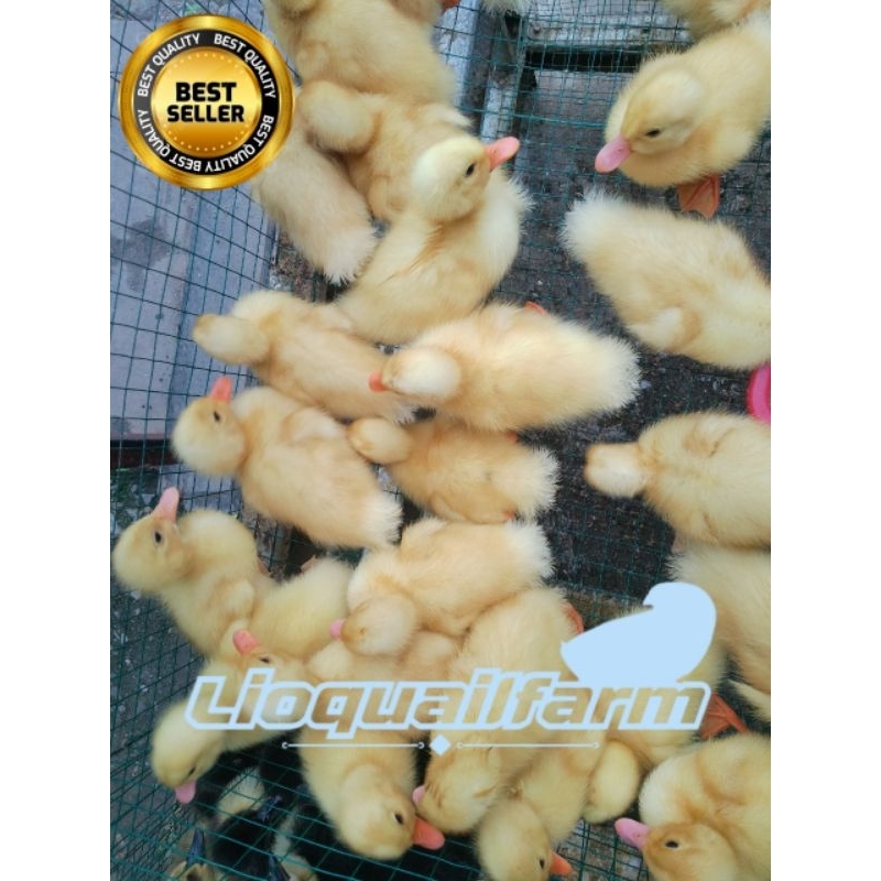 DOD PEKING BEBEK PEDAGING.ANAK BEBEK BELI 15 GRATIS 1