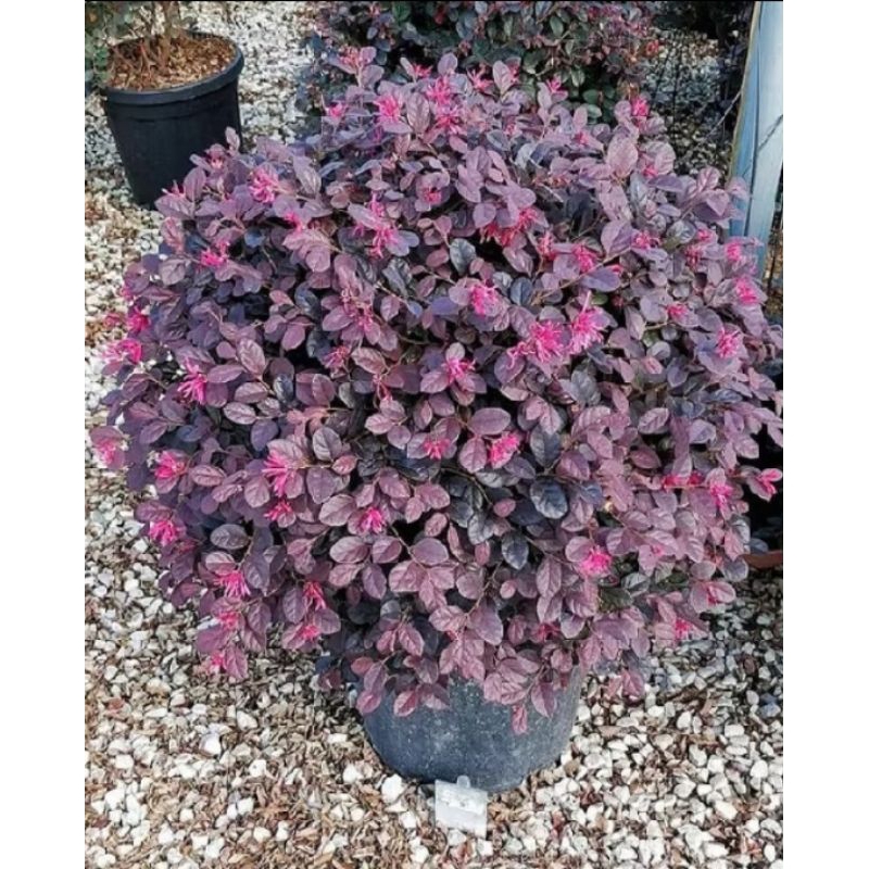 Serut Merah Bibit Bonsai