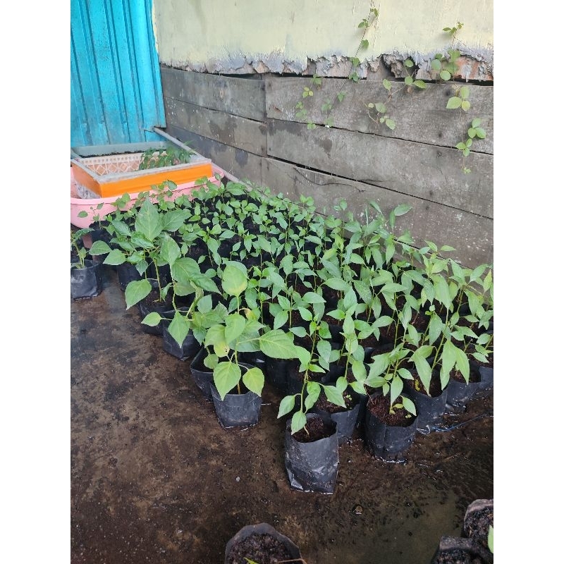 

Anakan Cabe rawit