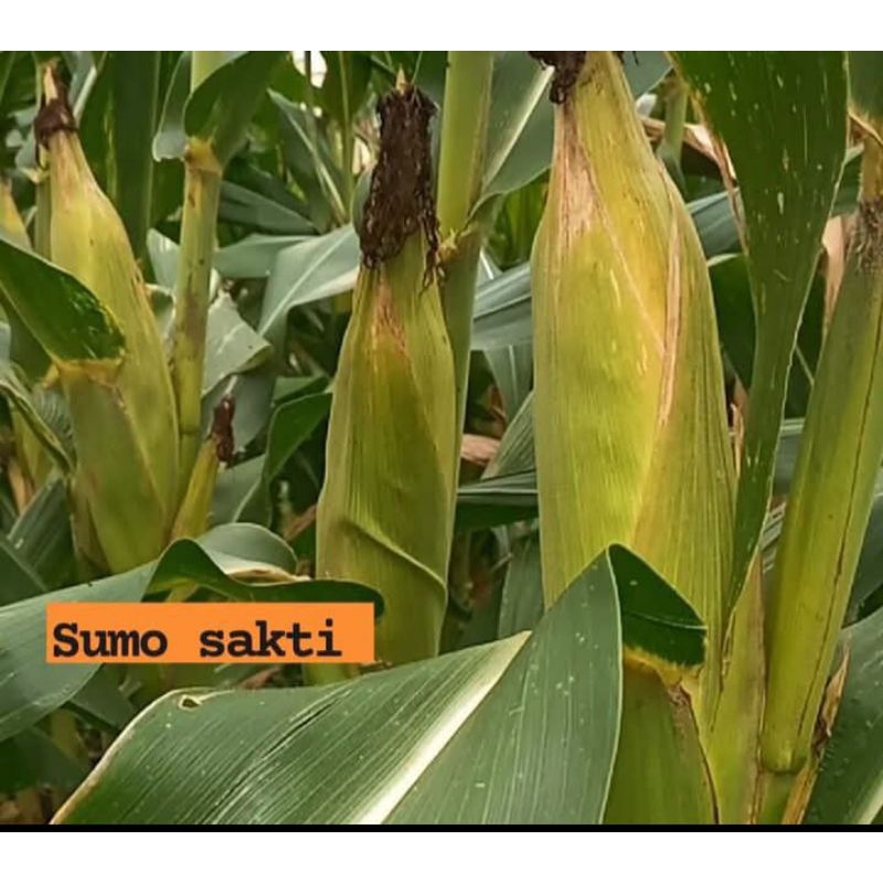

[PROMO] BENIH JAGUNG SUMO SEKTI SUPER 3 KG TERLARIS DAN TERMURAH