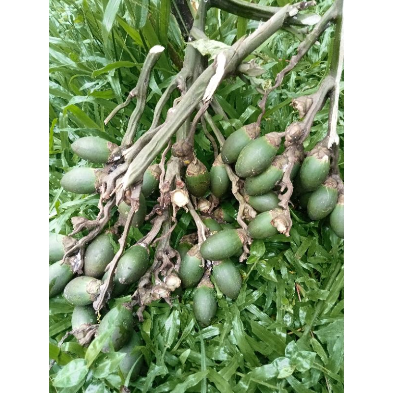 

Ready buah pinang muda fress 500gr buah jambe