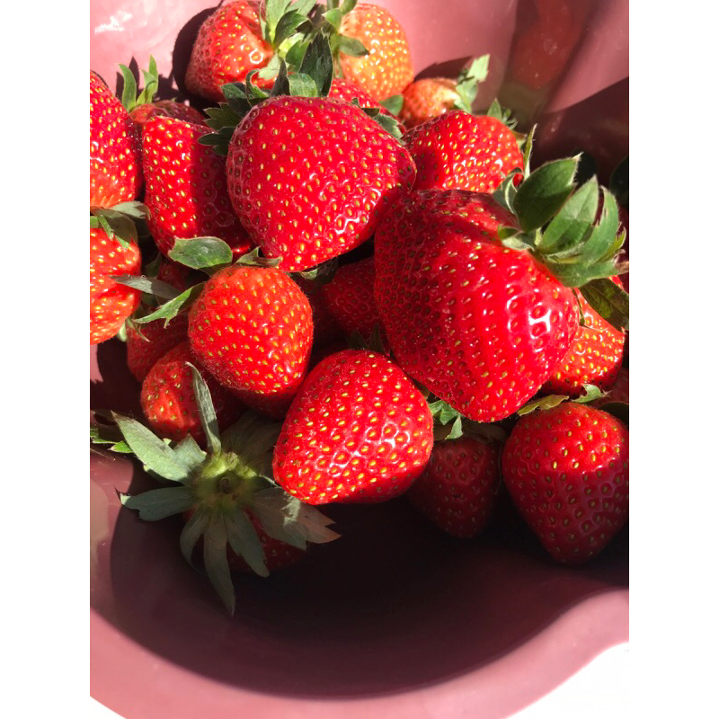 

strawberry fresh mencir 500g