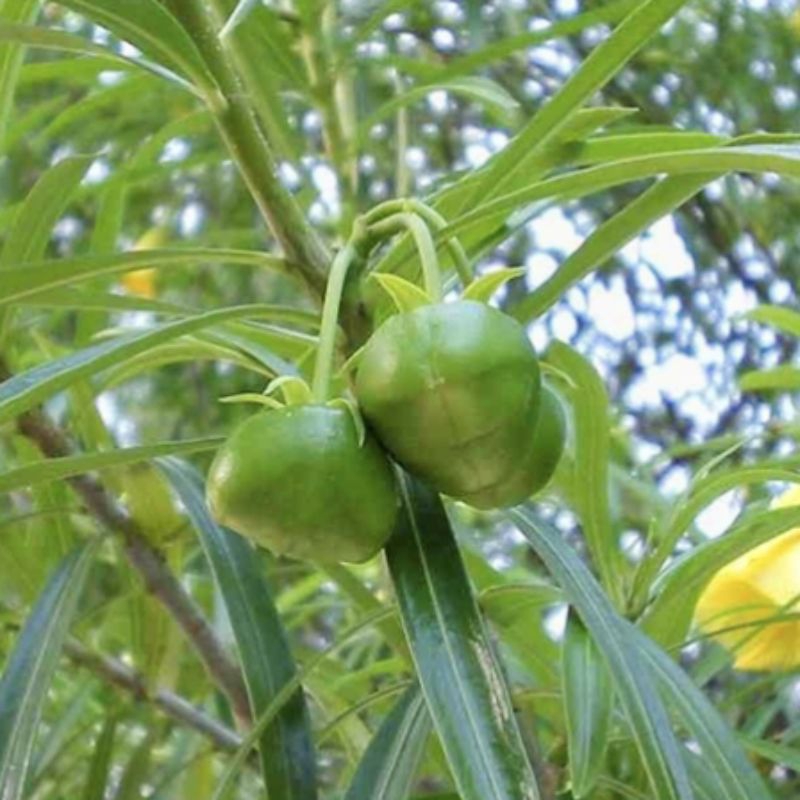 

Daun ginje segar fresh dipetik dadakan waktu dipesan 100 Lembar