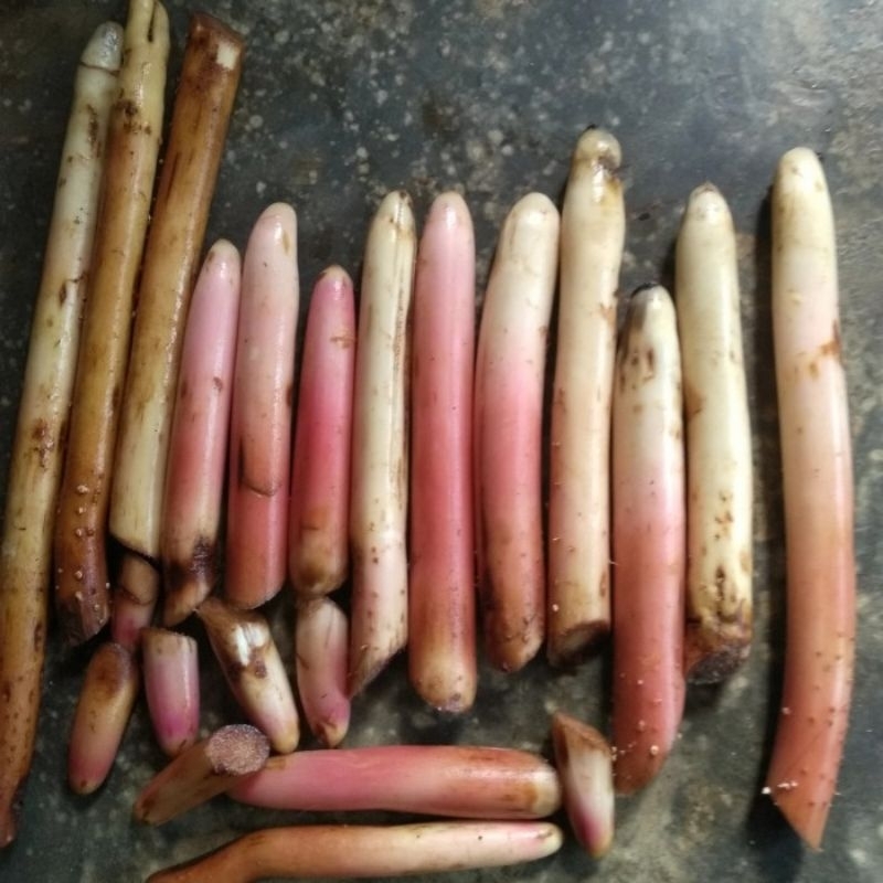 

Akar pohon pinang segar atau pohon jambe