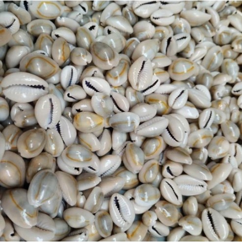 Biji Congklak Kuwuk Asli Kerang Besar Bagus Original 100 Gram