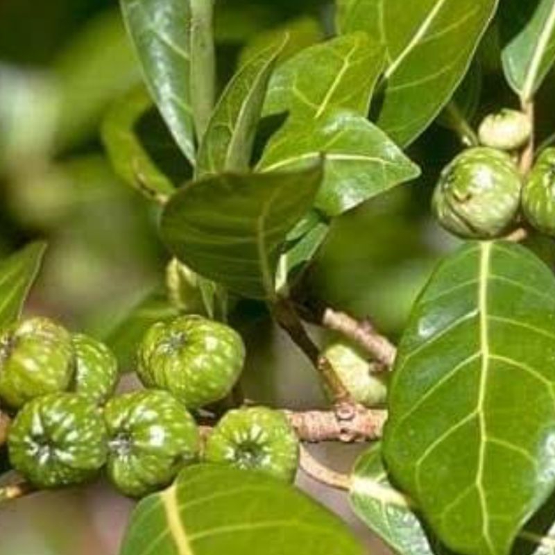 

Buah awar awar segar atau buah kuciat paket 1 kg