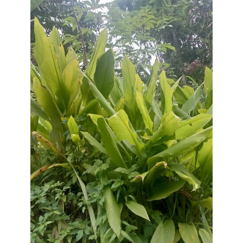 

DAUN KUNYIT