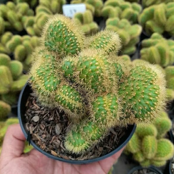 KAKTUS SKULEN ekor tupai cristata ownroot