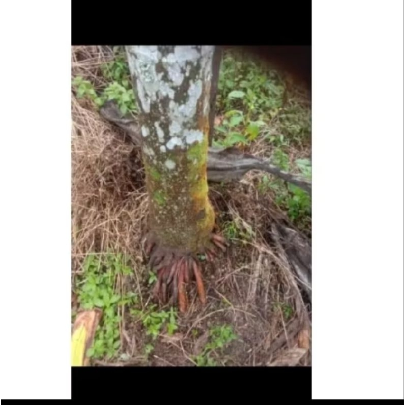 

akar pinang obat herbal paket 6 biji