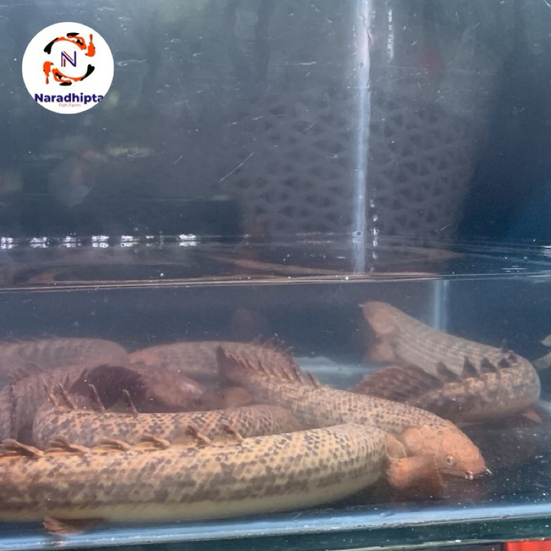 Ikan hias palmas teugelsi jumbo indukan