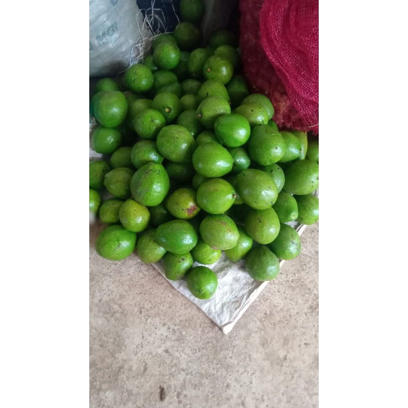 

Fresh Buah Alpukat Mentega Lokal 1kg