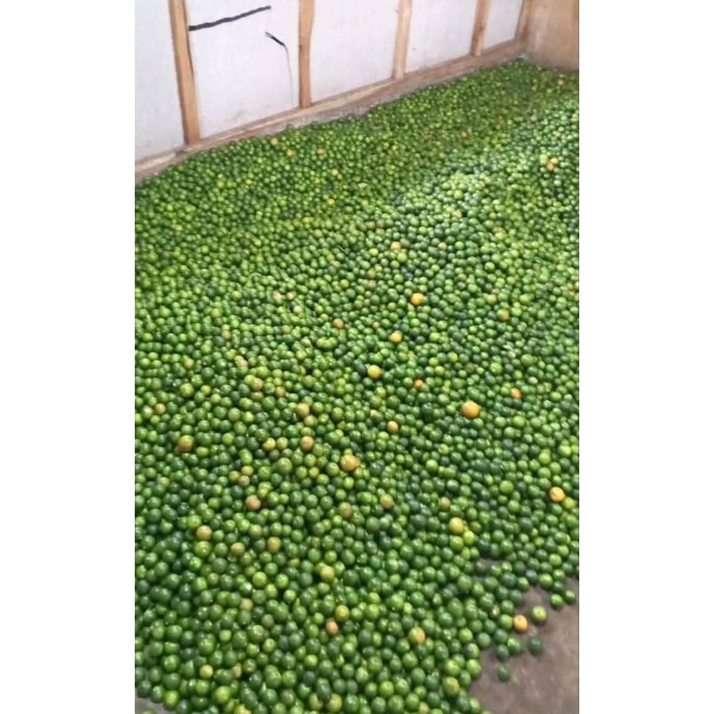 

jeruk songkit press segar 500 gram langsung petik dikebun sendiri