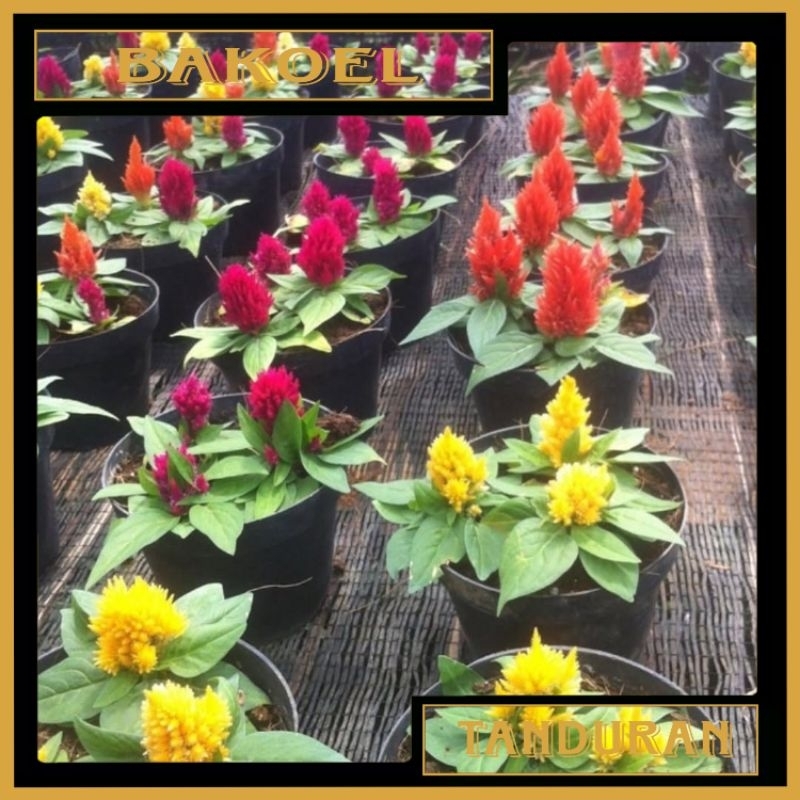 Tanaman Hias Celosia | Jengger Ayam