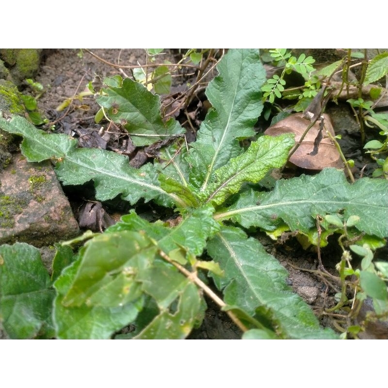 

Tapak Liman segar tanaman herbal 200g