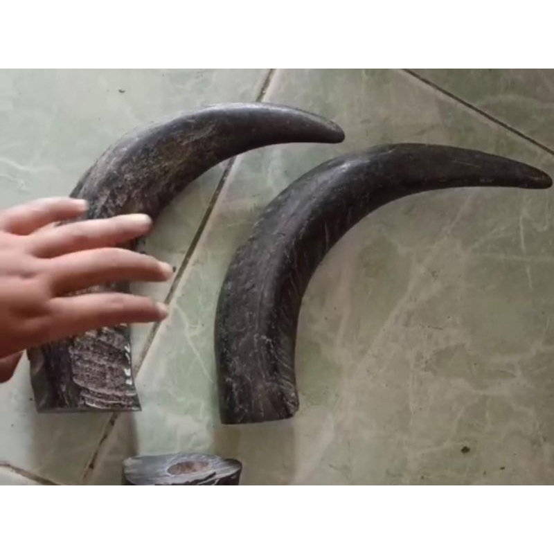 Tanduk Kerbau padat 31cm-36cm