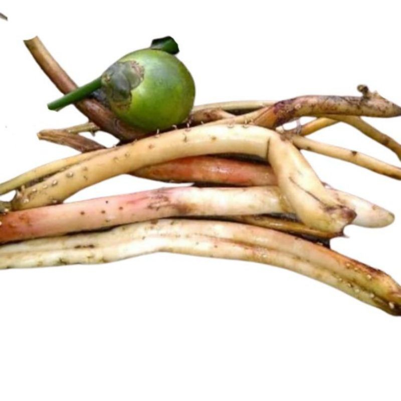 

jual akar pinang segar siap kirim