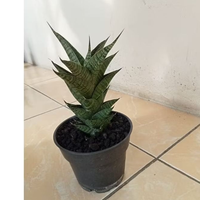 SANSEVIERIA HYBRID SINDORO || KOLEKSIAN JUMBO + POT