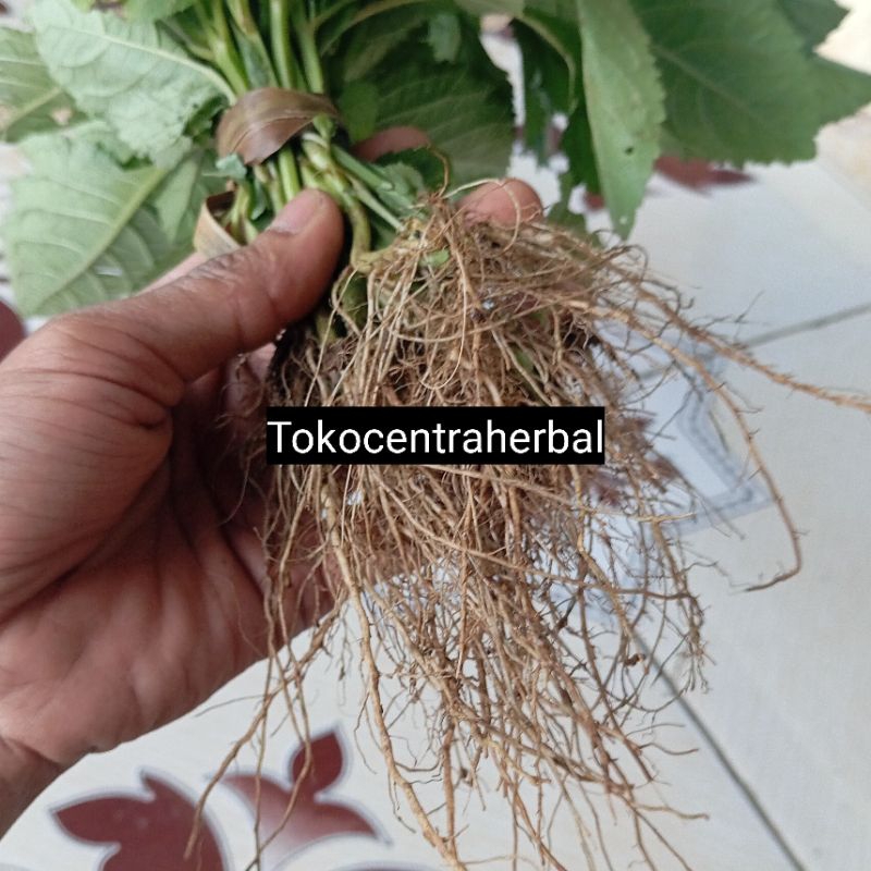 

Akar rumput knop segar petik langsung paket 100 gram