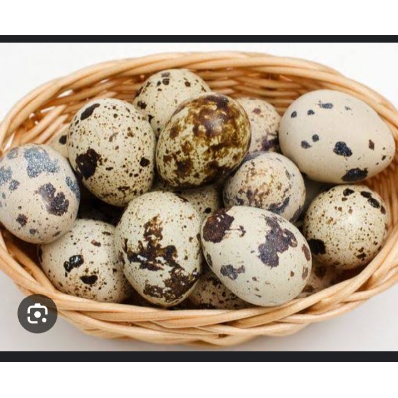 

telur puyuh