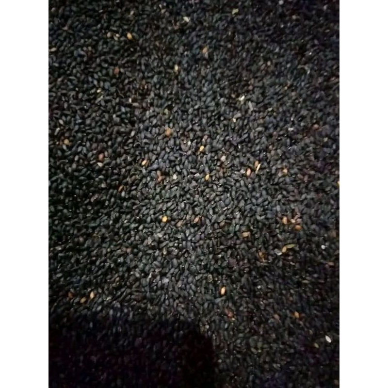 Benih kemangi bibit kemangi 1 kg atau 1000 gr (biji kemangi)