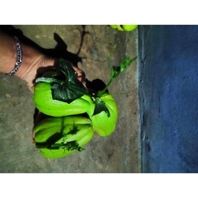

Ready bibit labu siam,siap tanam, diambil langsung dari kebun kalau ada yang order