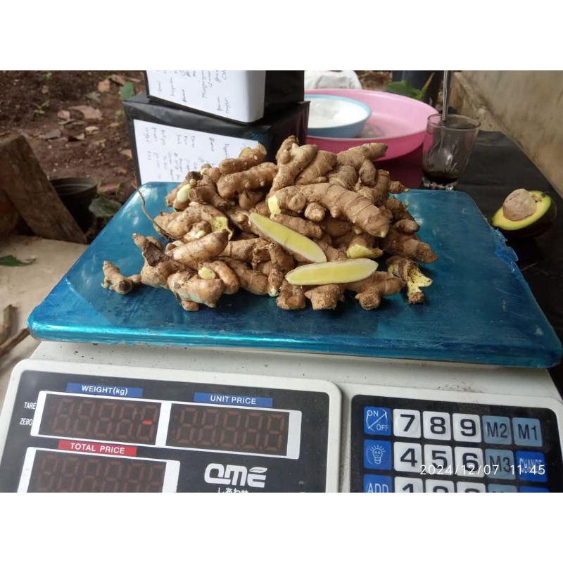 

Kunyit Putih Pringsewu Lampung 1 kg