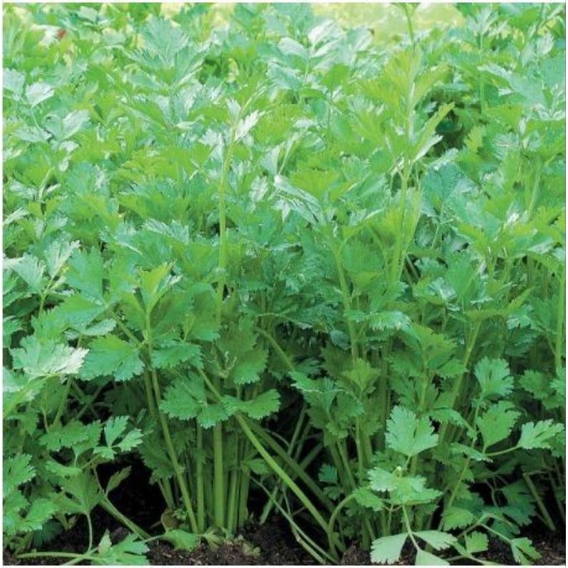 

seledri 500gram