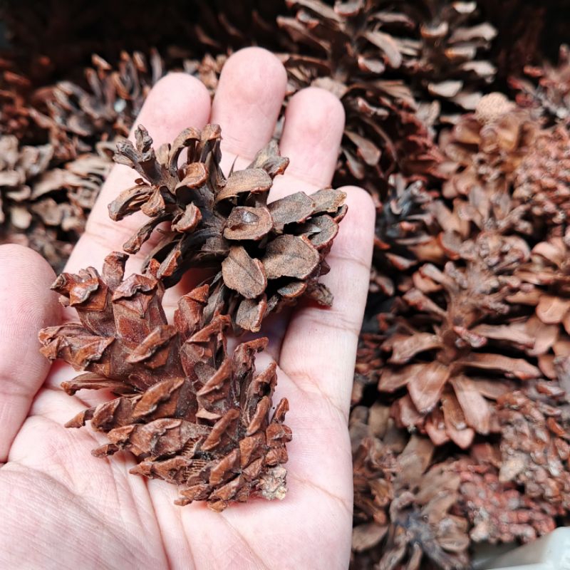 

Biji pinus - buah pinus kering - Pinus bahan dekor - bahan fotografi