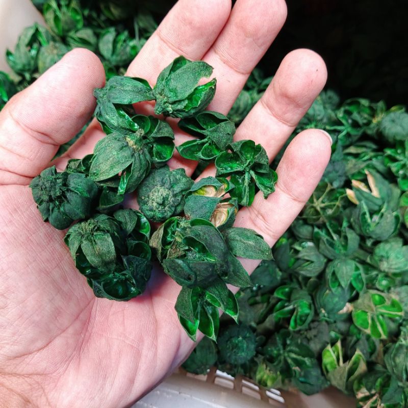 kelopak bunga Rosella hijau - Rosella kering - dekorasi foto produk - ECER dan grosir