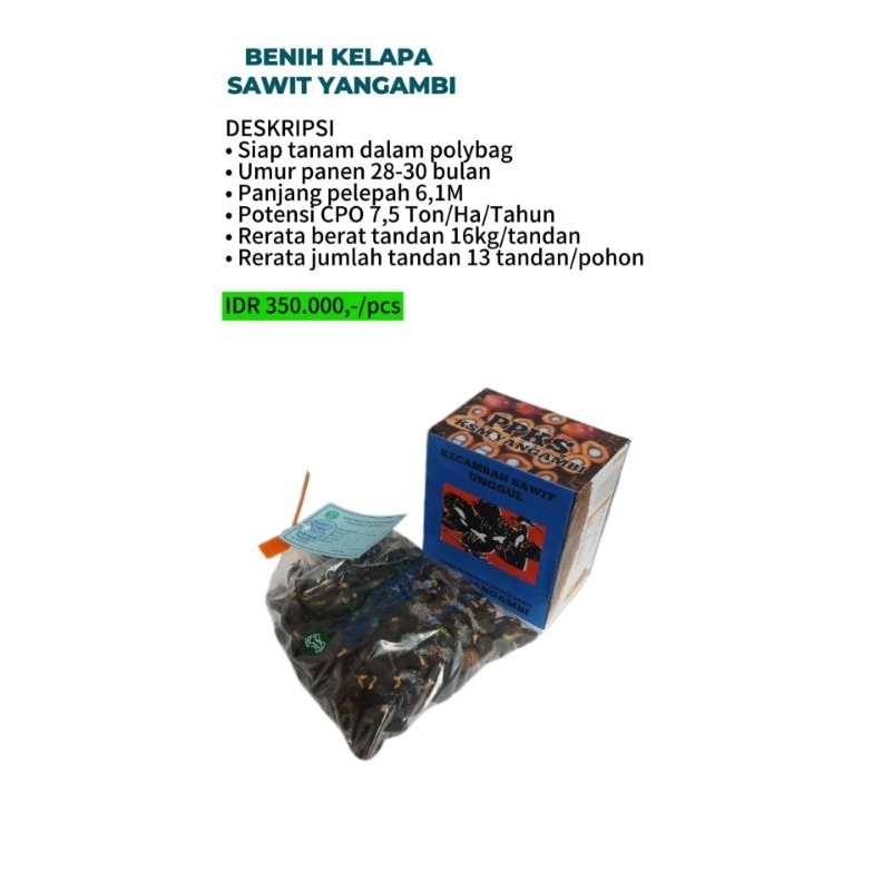 BENIH KELAPA SAWIT YANGAMBI