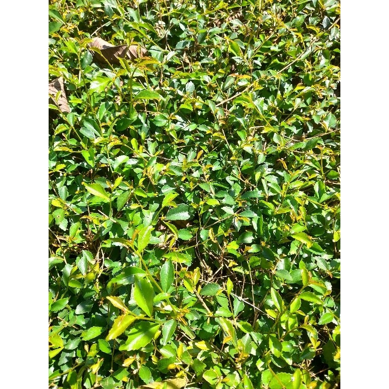 

Jual daun tehtehan segar per 1kilo