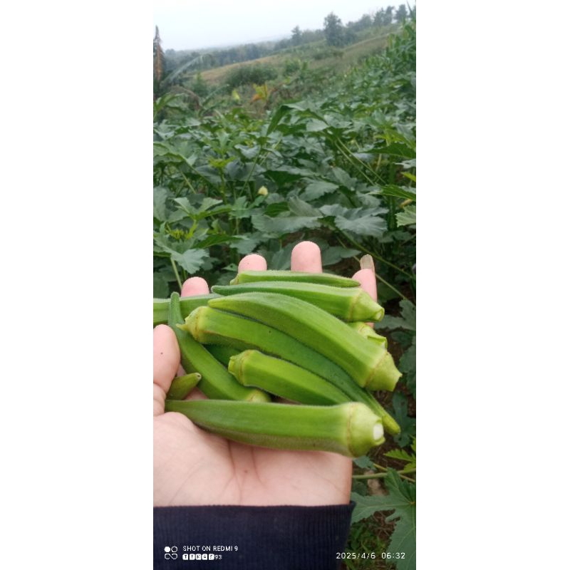 

sayur okra segar 6cm-10cm